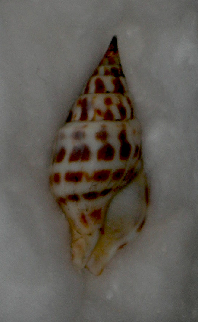 Pusionella nifat